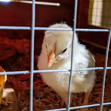 Les Lavandieres * كولمار