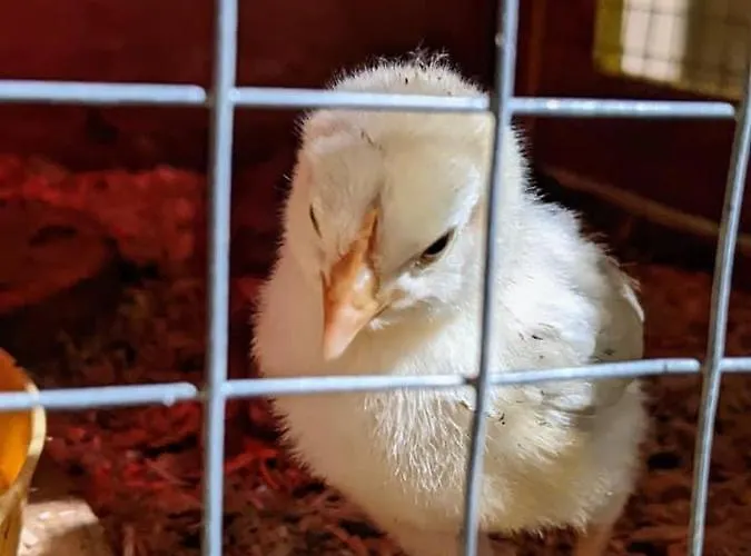 Les Lavandieres * Colmar